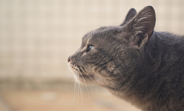 portrait of a cat