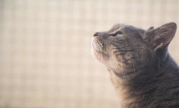 portrait of a cat