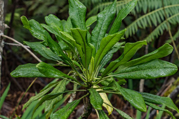Clermontia hawaiiensis. Nahuku - Thurston Lava Tube. Hawaiʻi Volcanoes National Park. Clermontia, with 22 species, are the most common of Hawaiian lobelioids. Unlike Cyanea, which are typically found 