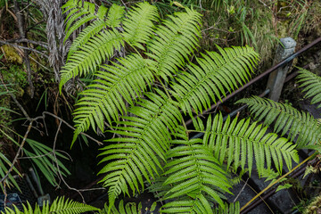 Cibotium glaucum, the hāpu‘u pulu, is a species of fern in the family Cyatheaceae, native to...