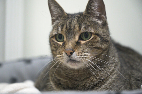 portrait of a cat