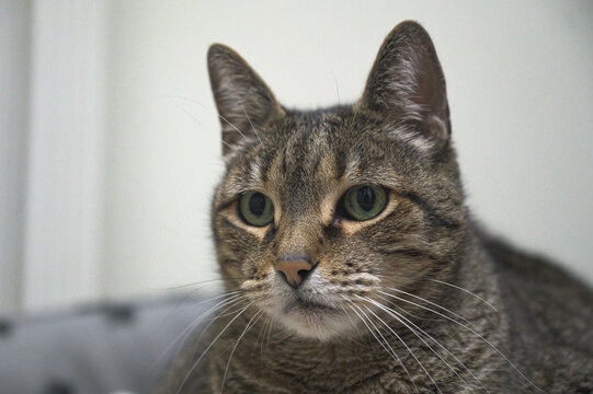 portrait of a cat