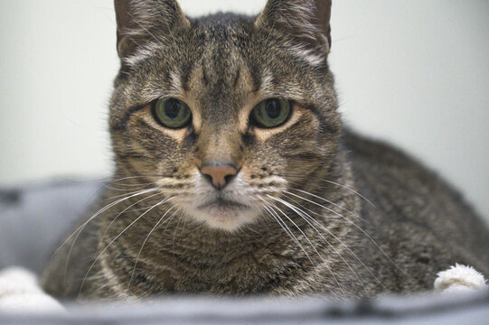portrait of a cat