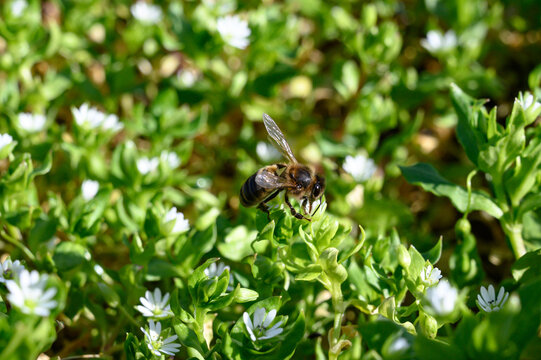 bee on a flower