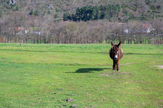 donkey in a field