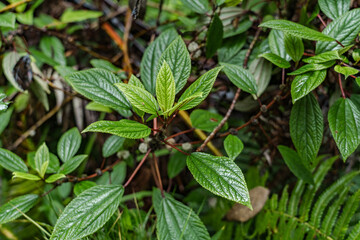 Pipturus albidus,  māmaki ( waimea, for its resemblance to olomea). Waimea pipturus,  flowering plant in the nettle family, Urticaceae,  Nahuku - Thurston Lava Tube. Hawaiʻi Volcanoes National Park