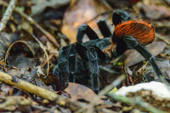 Mexican Red Rump Tarantula, Tliltocatl vagans, Outside Burrow After Rain