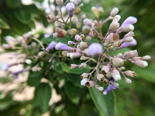 Defocused Vitex Vitex trifolia (simple-leaved chaste tree)