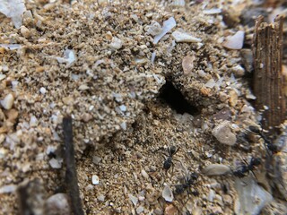 Defocused macro texture of dirty beach sand