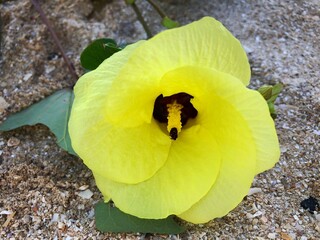 Defocused Closeup of yellow cottonwood flower