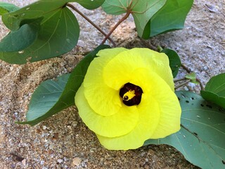 Defocused Closeup of yellow cottonwood flower