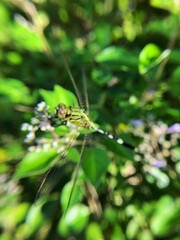 Close-up photo of the green dragonfly or Orthetrum sabina is a species in the family Libellulidae.