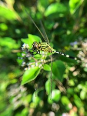 Close-up photo of the green dragonfly or Orthetrum sabina is a species in the family Libellulidae.