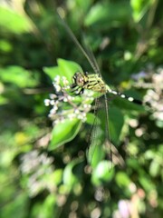 Close-up photo of the green dragonfly or Orthetrum sabina is a species in the family Libellulidae.