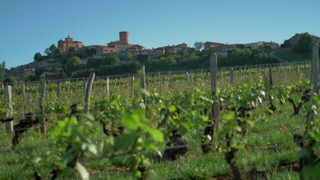 Closeup shot of the Gamay grape vineyards in Val d'Oingt commune in the department of Rhone, France