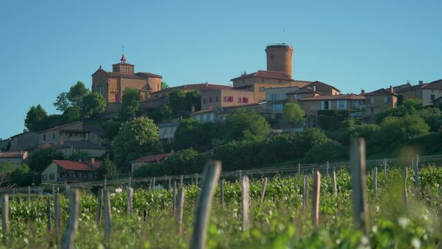 Gamay grape vineyards near Val d'Oingt commune in eastern France