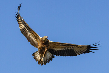 White-bellied Sea Eagle with outstreached wings