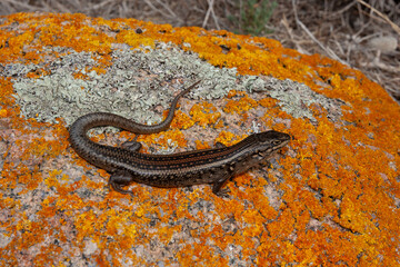 Australian White's Skink basking on lichen