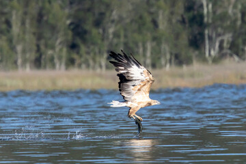 White-bellied Sea Eagle catching fish