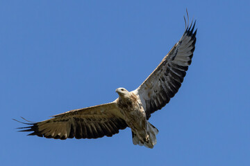 White-bellied Sea Eagle with outstreached wings