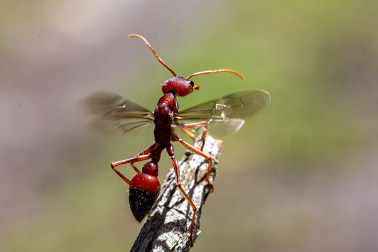 Australian Winged Bull ant climbing on stick