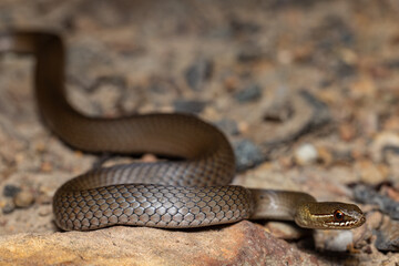 Australian Swamp or Marsh snake