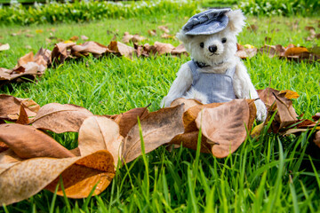 Teddy bear sitting in the park. family Concept.