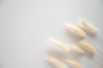Vintage style flatlay of pastel natural colored, beige, and pink foxtail on a white wooden backdrop with space for text. Spring and Autumn inspiration