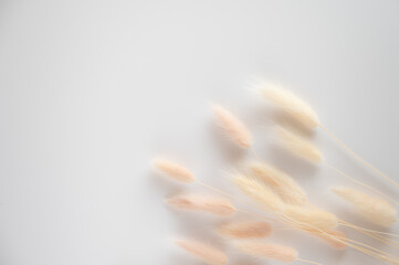 Vintage style flatlay of pastel natural colored, beige, and pink foxtail on a white wooden backdrop with space for text. Spring and Autumn inspiration