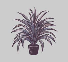 Spider Plant drawn vector illustration graphic assets