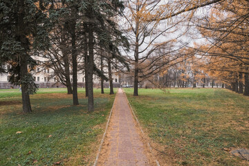 path in a small autumn park with coniferous trees with yellow and green needles on the sides