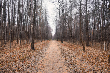 Obraz premium autumn road littered with fallen yellow leaves in a pine forest