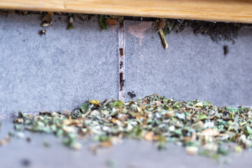 Common black ants invading a house. They have leaves and are preparing their nest.