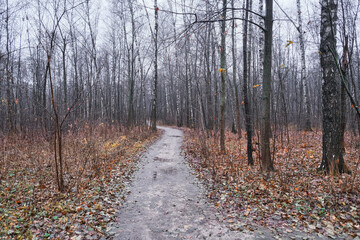 path in a birch forest with oak trees in autumn and yellow fallen leaves