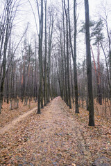 Obraz premium autumn road littered with fallen yellow leaves in a pine forest