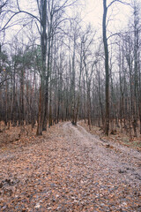 autumn road littered with fallen yellow leaves in a pine forest