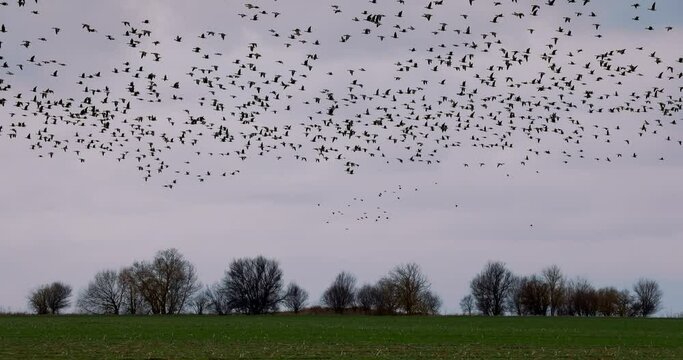 Flock of migrating flying wild geese birds in sky over land
