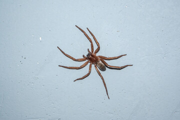 Spider Asthenoctenus Borellii on a wall inside a house in Cordoba, Argentina.
