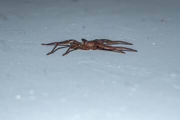 Spider Asthenoctenus Borellii on an interior wall of a house in Córdoba, Argentina.