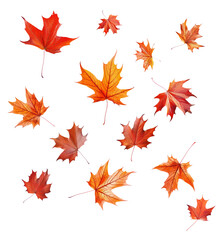 Red Maple leaves and Orange Maple leaves falling in air, Autumn season in beautiful nature concept, AI generated, PNG transparency
