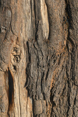 Old tree texture. Bark pattern, For background wood work, Bark of brown hardwood, thick bark hardwood, residential house wood. nature, tree, bark, hardwood, trunk, tree , tree trunk close up texture