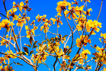 blooming Guayacan or Handroanthus chrysanthus or Golden Bell Tree horizontal	