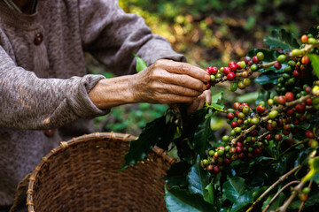 grandma collected raw coffee beans in the coffee farm in the valley, project in the royal...