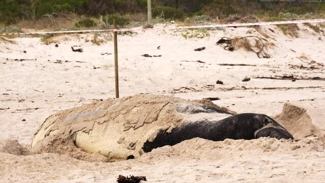Molting Southern Elephant Seal Mirounga leonina scoops sand onto body on beach