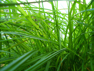 weeds in the backyard