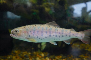 日本の東京の水族館の魚