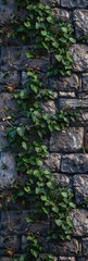 Fototapeta na wymiar Ivy Covered Stone Wall Background in the Style of High Dynamic Range Nature Morte - Stylish Nature Stone Framing - Planar Ivy Stone Art Wallpaper created with Generative AI Technology