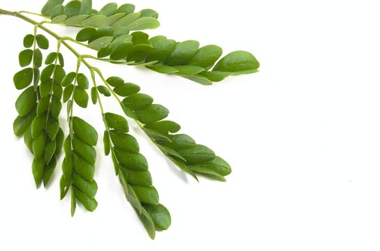 Samanea Saman leaves. Rain tree which is a source of water storage.