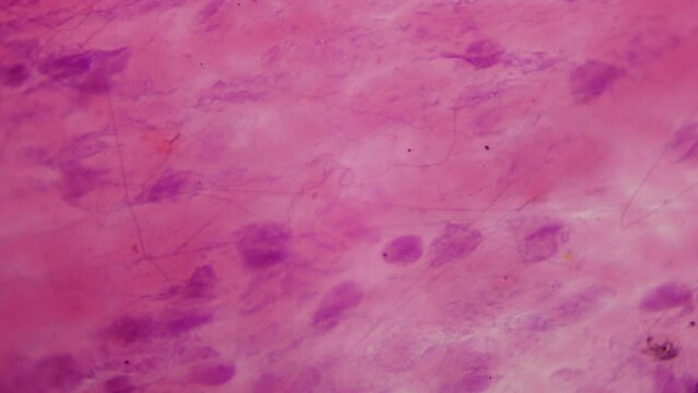 Collagen and Fibroblasts. Anti-aging medicine. Loose connective tissue under the microscope. 400x magnification. Smooth focusing and rotation