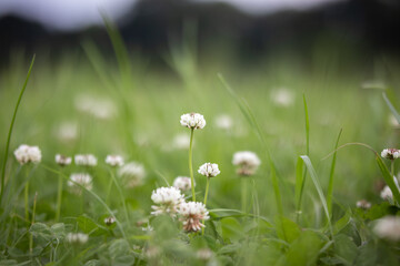 Spring meadow - clover flowers in lush green grass